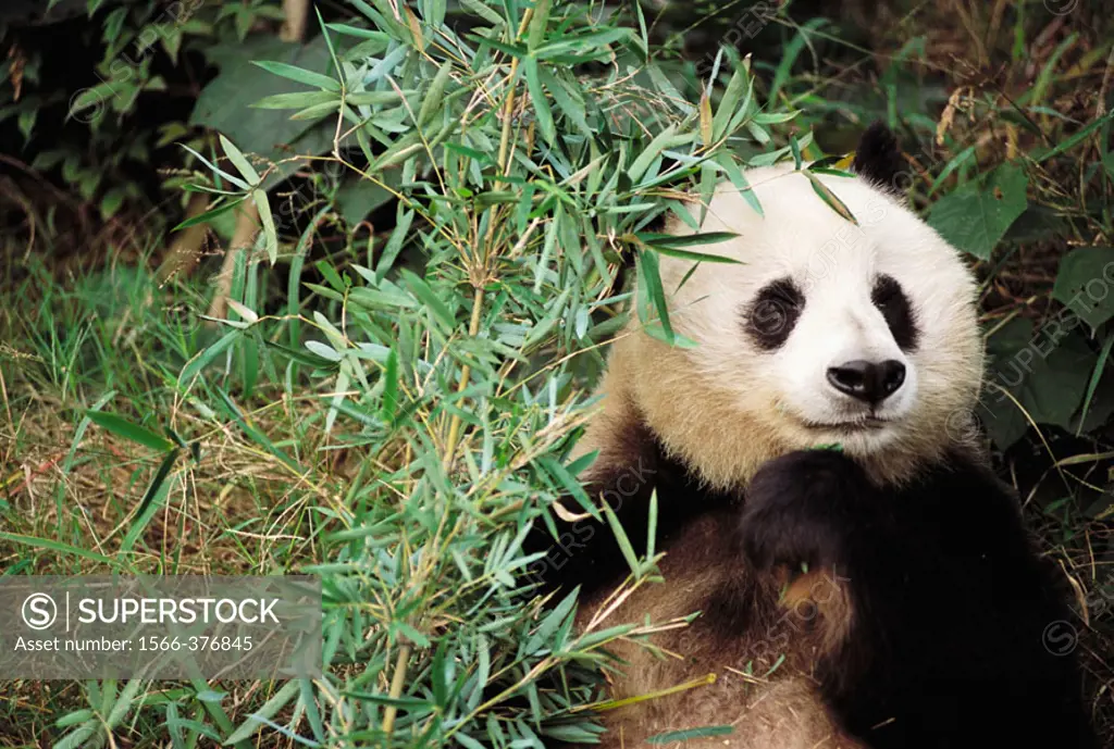 Panda bear in captivity at the panda reserve in Sechuan, province of China.
