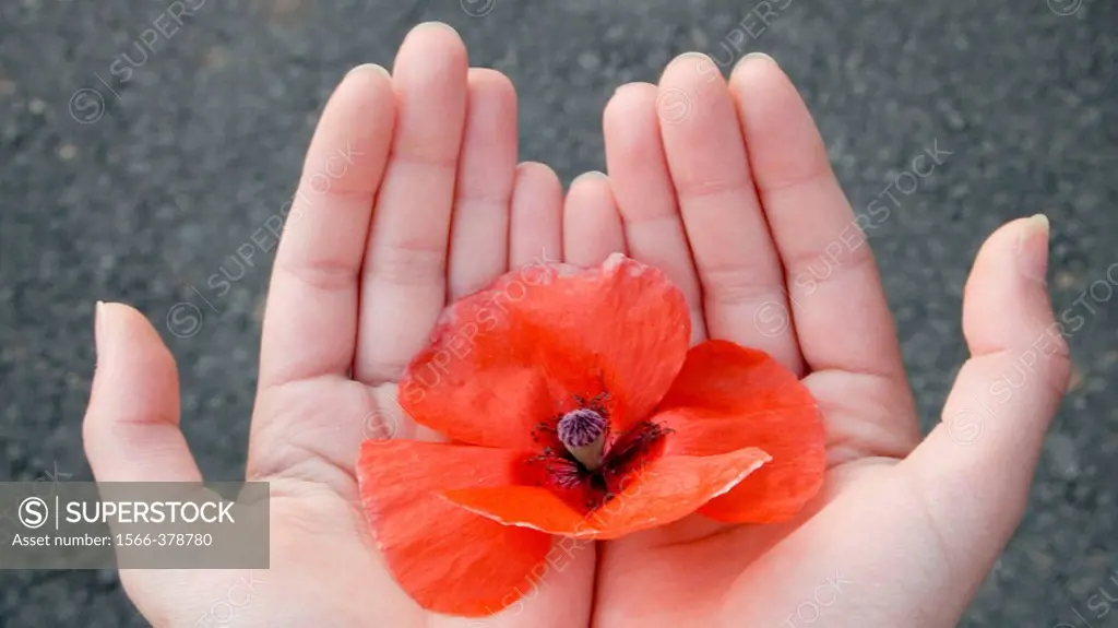 Poppy petal held in delicate pair of hands