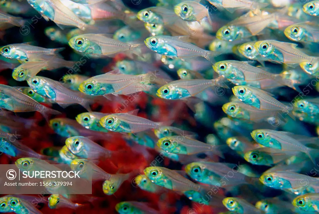 Pygmy sweepers (Parapriacanthus ransonneti). Andaman Sea, Thailand.
