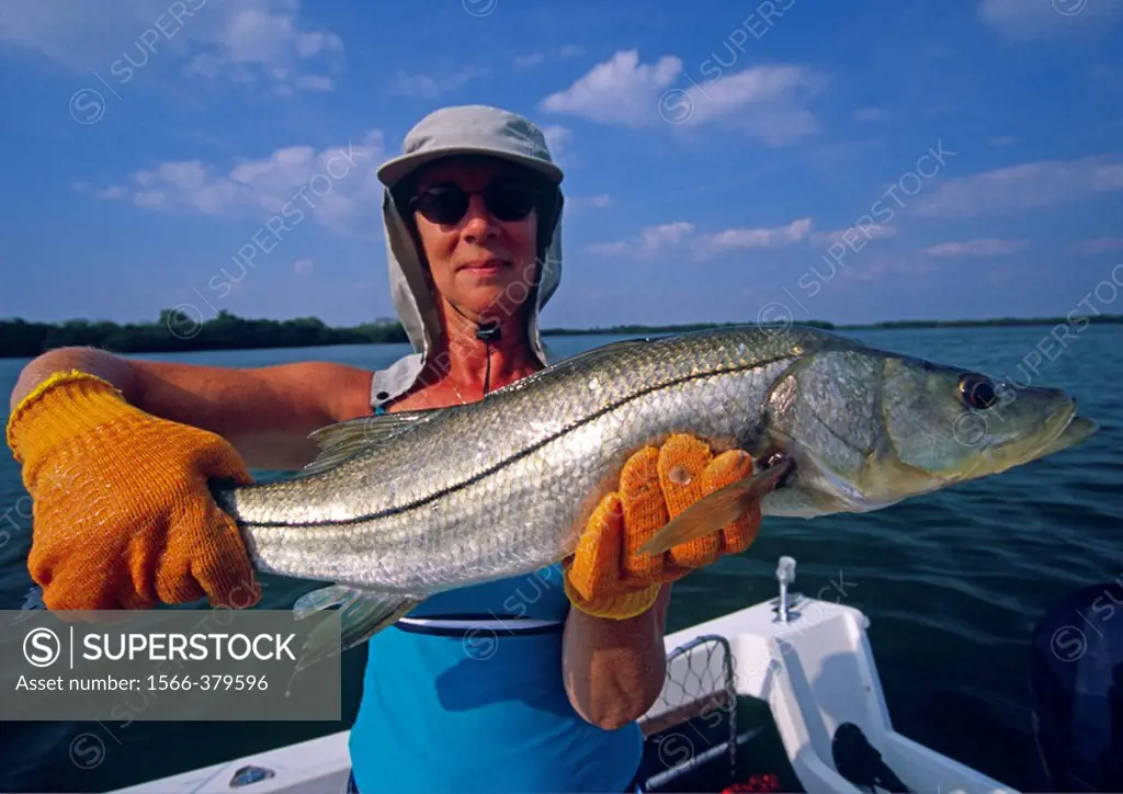 Lady angler holding a large snook in Charlotte harbor in Florida (USA)