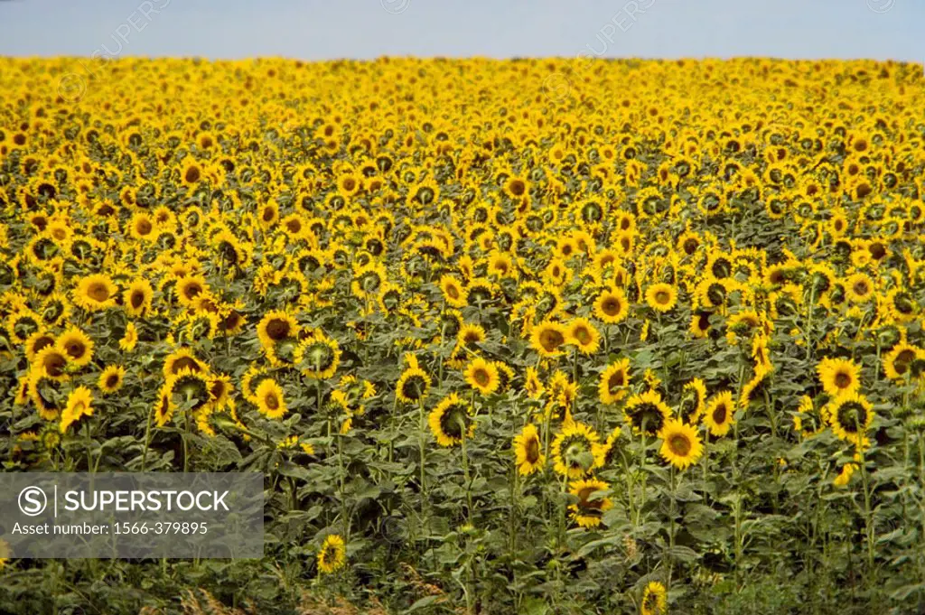 Field of yellow sunflowers in Kansas (USA)