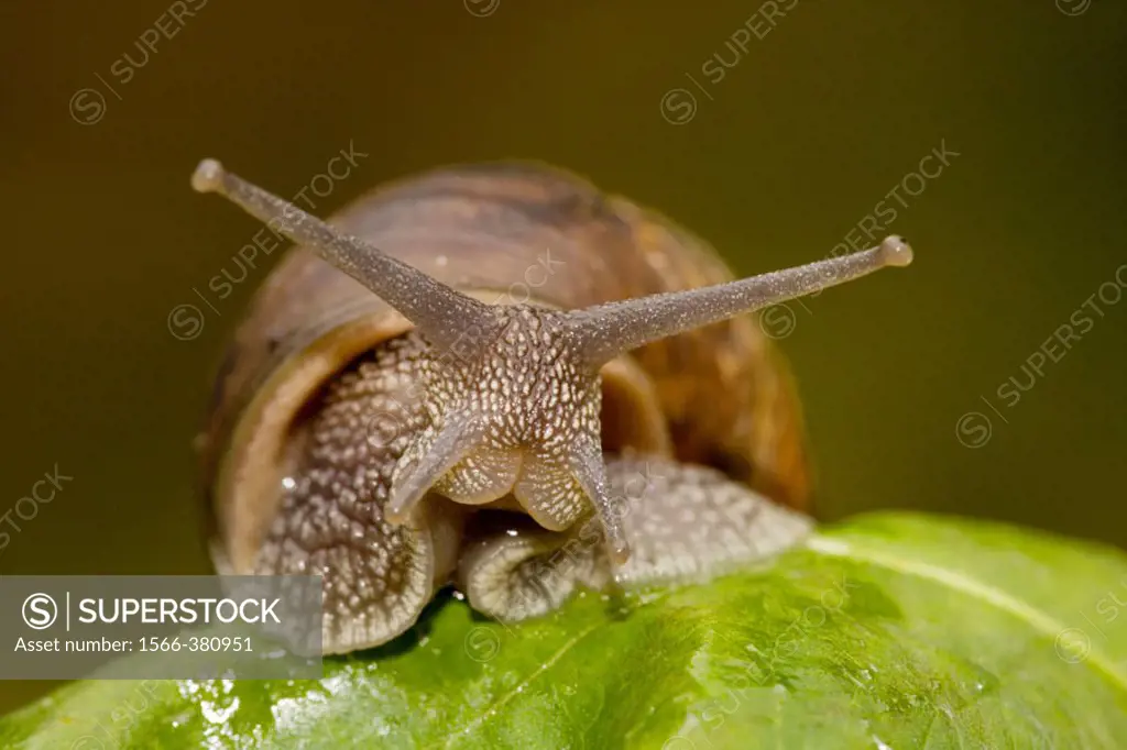 Garden Snail (Helix aspersa). England, UK