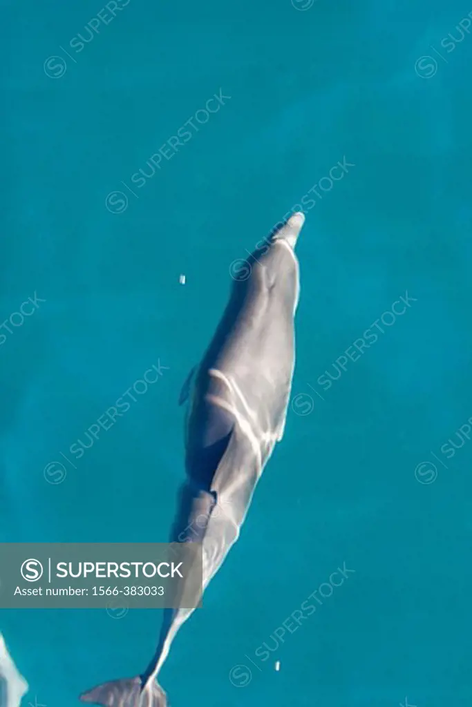 Long-beaked common dolphin (Delphinus capensis) mother and calf bowriding in the calm waters off Isla del Carmen in the Gulf of California (Sea of Cortez), Baja California Sur, Mexico.