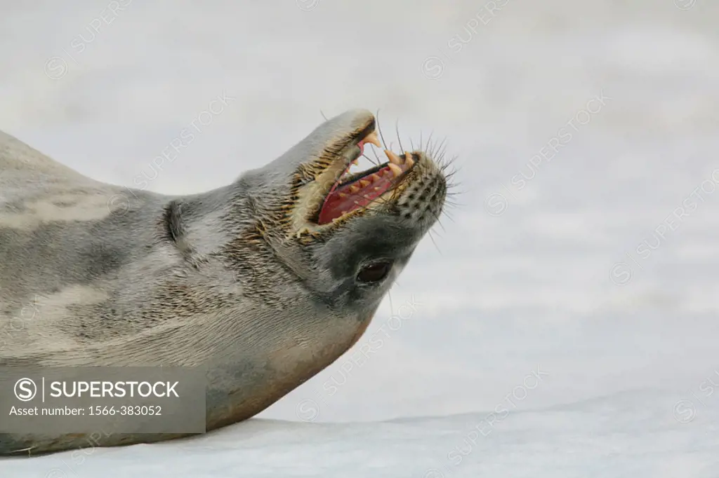 Weddell seal (Leptonychotes weddellii) hauled out on an ice floe near the Antarctic Peninsula.
