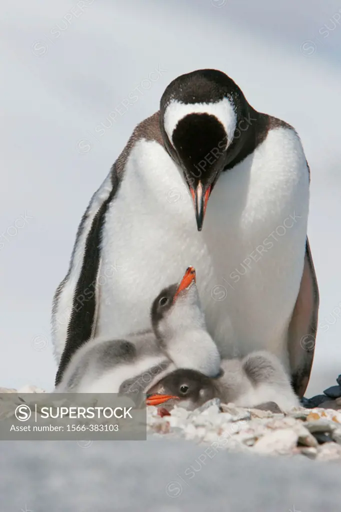Gentoo penguin (Pygoscelis papua) adults and chicks in their breeding and nesting colonies in and around the Antarctic Peninsula. Gentoo penguins are ...