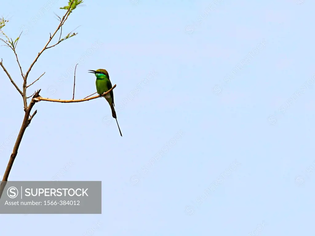 Green Bee-Eater, Merops orientalis. Sinhagad Valley, Pune, Maharashtra, India.