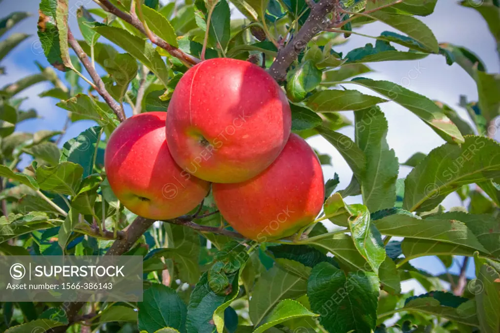 Red Apples Hanging on Branch, Netherlands