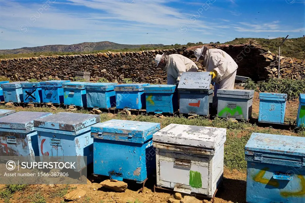 Beekeepers working with hives. Beekeeping in the Arribes del Duero Natural Park. Hinojosa del Duero. Salamanca. Castilla y Leon. Spain.