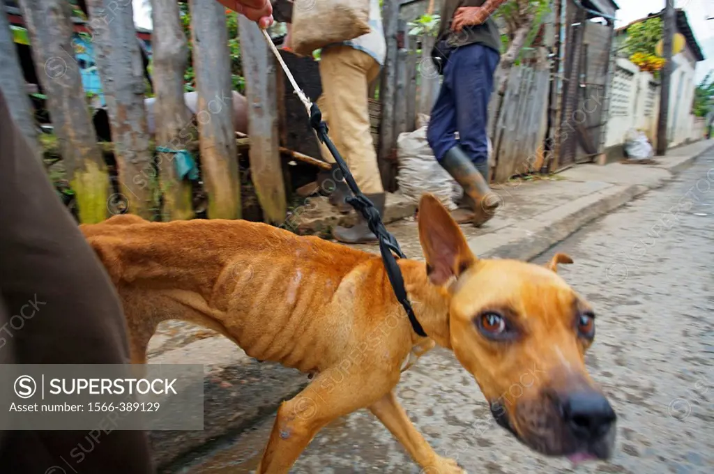 Dog, Baracoa. Guantánamo province. Cuba.