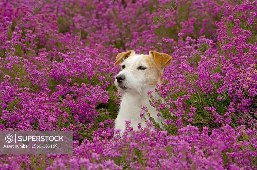 Jack Russell Terrier in Heather.