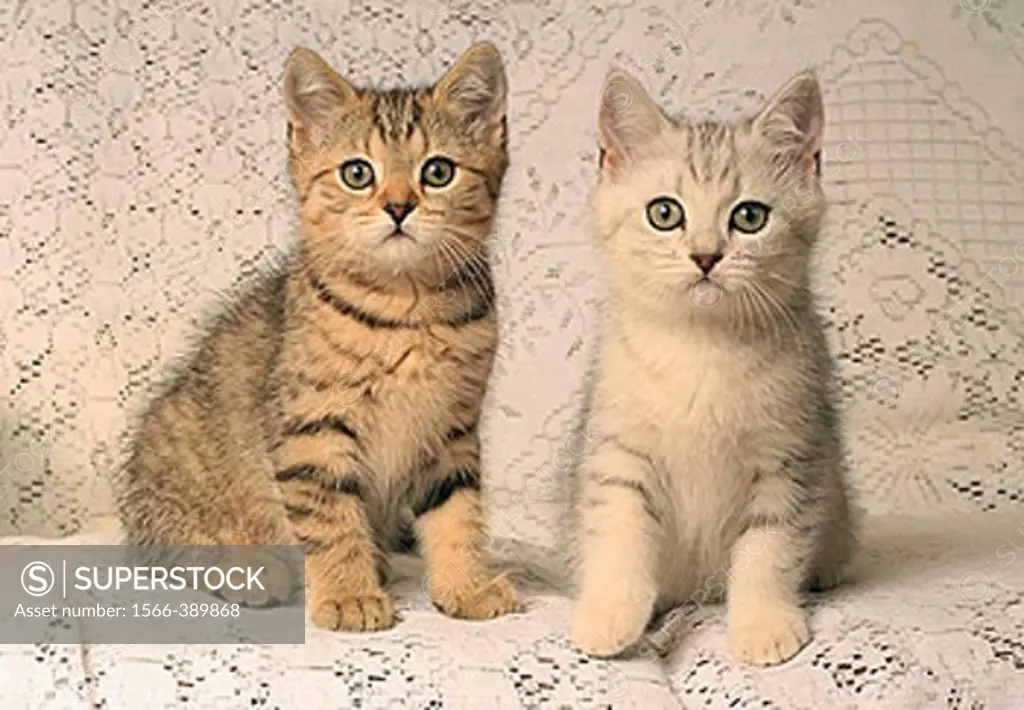 Cat. British Shorthair