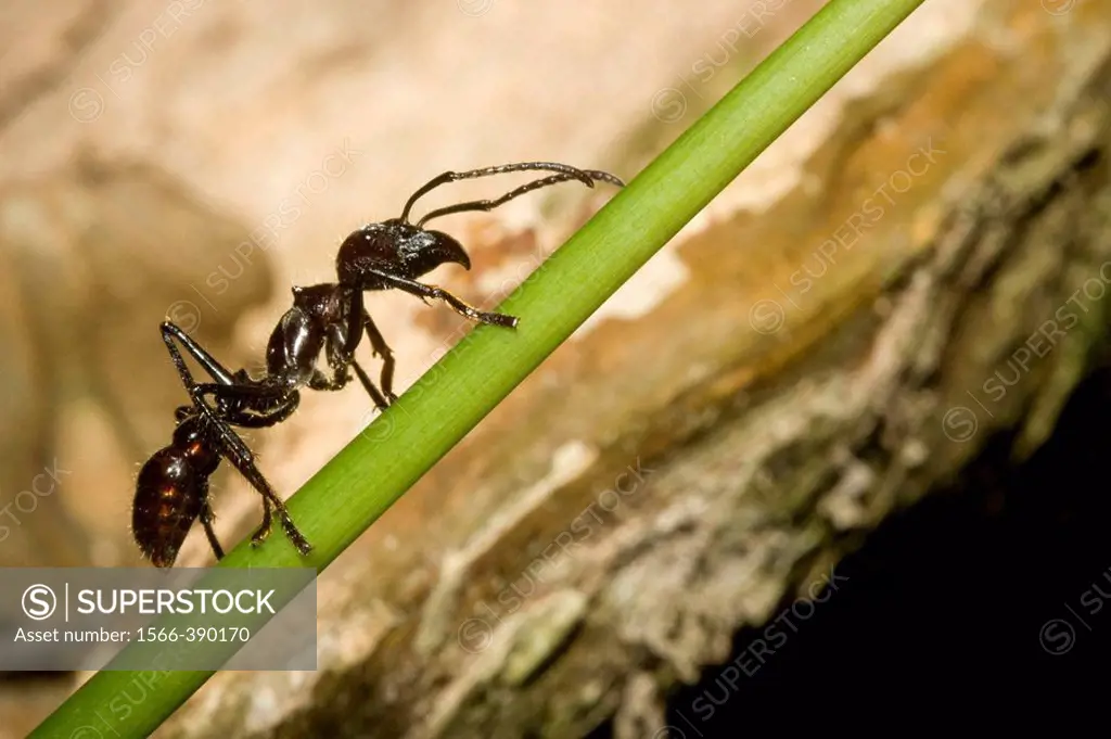 Highly toxic bullet ant in the lowland tropical rainforests of Costa Rica.
