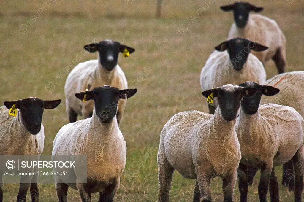 A herd of curious farm sheep in early evening on a farm in the San Joaquin Valley in Central California. The sheep were recently shorn for their wool.