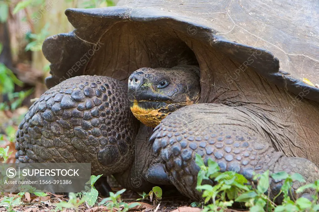 Wild Galapagos giant tortoise (Geochelone elephantopus) on the upslope grasslands of Cruz Island in the Galapagos Island Group, Ecuador. The Galapagos...