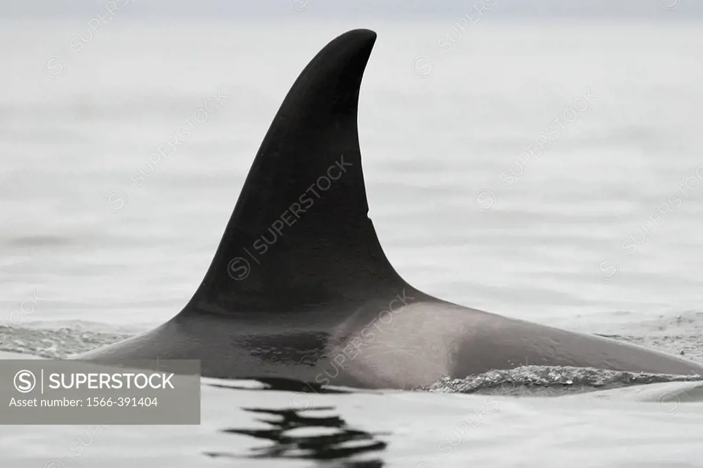 A dorsal fin detail from a pod of 6 Orcas (Orcinus orca) encountered off Sail Island and followed until McDonald Rocks in Frederick Sound, Southeast A...