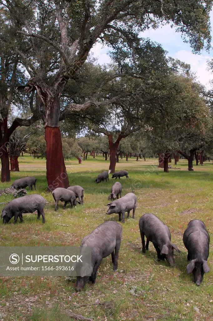 Iberian pigs. Monfrague Natural Park. Caceres province. Extremadura. Spain