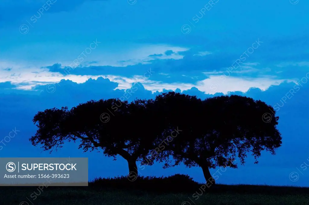 Quercus ilex. Monfrague Natural Park. Caceres province. Extremadura. Spain