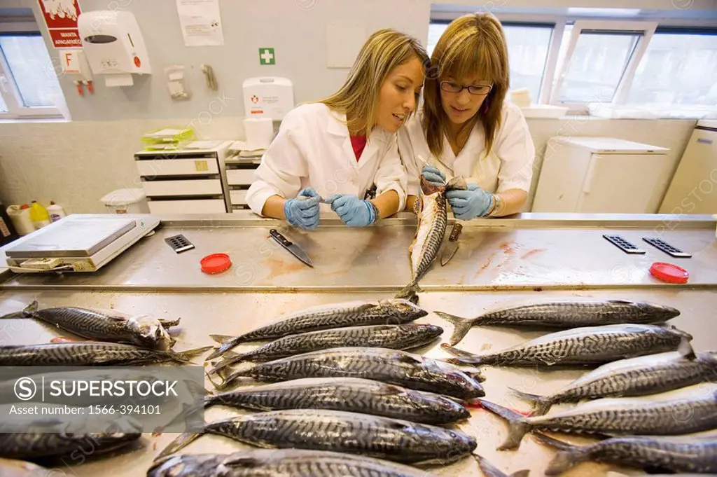 Biological sampling of mackerel. Otoliths extraction. Fishing biology laboratory. AZTI-Tecnalia. Technological Centre specialised in Marine and Food R...