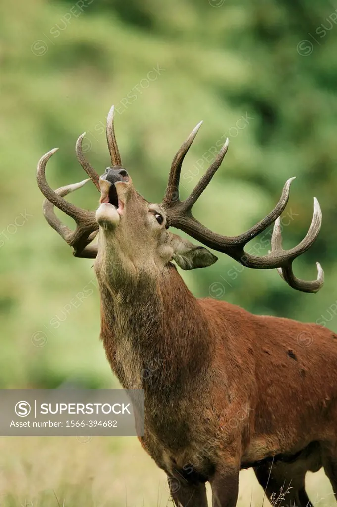Red deer (Cervus elaphus), male , call , calling , rut , rutting