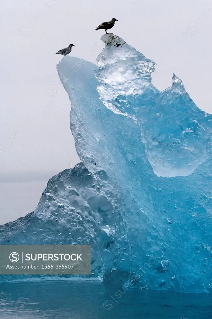 Seagulls ontop an iceberg in the Tracy Arm in Alaska, USA