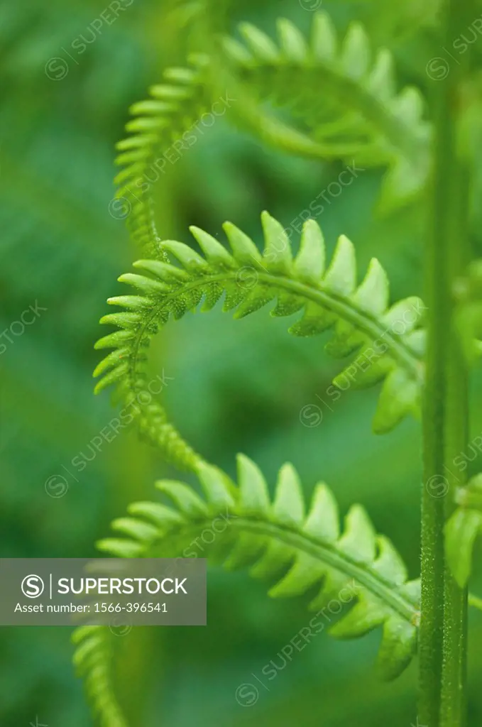 Cinnamon fern (Osmunda cinnamomea), detail of emerging fronds