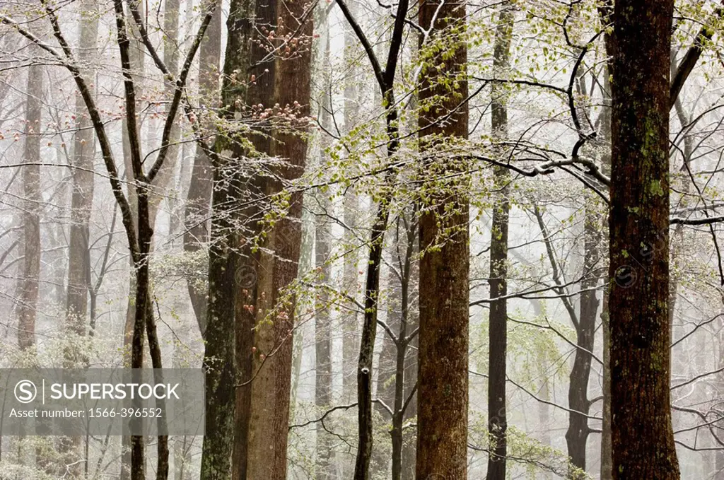 Wet snow in deciduous woodland. Great Smoky Mountains National Park, Tennessee, Appalachian, USA