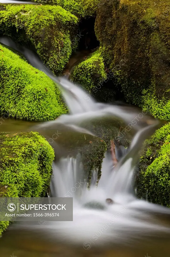 Mossy cascade in mountain stream. Great Smoky Mountains National Park, Tennessee, Appalachian, USA