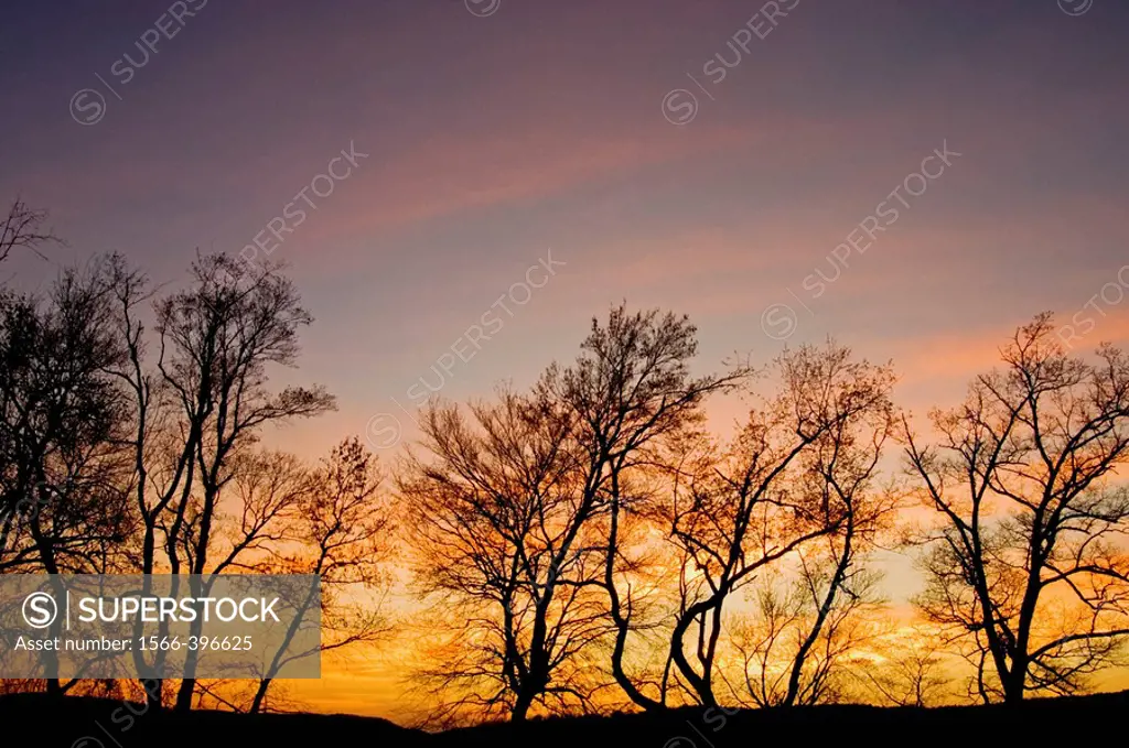 Tree silhouettes and sunset skies in Cades Cove. Appalachian, Great Smoky Mountains National Park, Tennessee, USA