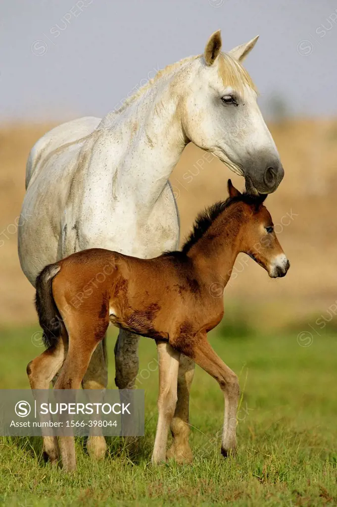Horses, Doñana National Park. Huelva province, Catalonia, Spain