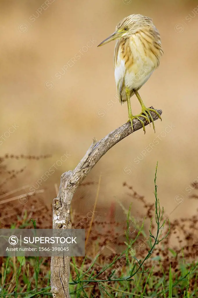 Squacco Heron (Ardeola ralloides), Doñana National Park. Huelva province, Andalucia, Spain