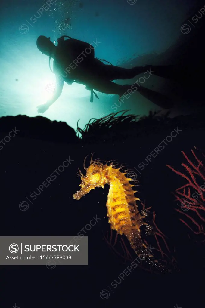 Diver and Seahorse (Hippocampus ramulosus). Galicia, Spain