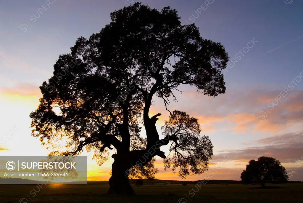 Centennial oak tree at sunset (Quercus ilex). Almansa, Albacete province, Spain