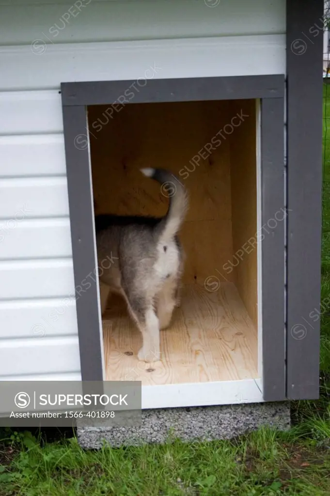 Alaskan Malamute puppy in kennel