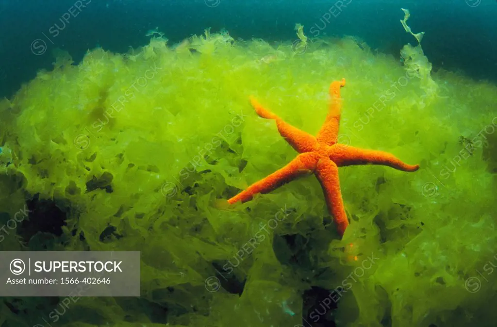 Starfish (Echinaster sepositus) on Sea Lettuce (Ulva rigida). Galicia, Spain