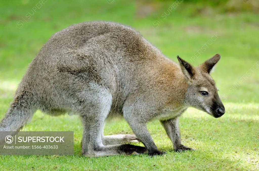 Red-necked wallaby (Macropus rufogriseus) red list of endangered species