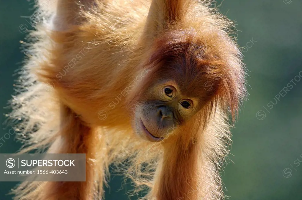 Young Orang utan female, 2 years old (Pongo pygmaeus abelli) swinging, captive. Red list of endangered species.