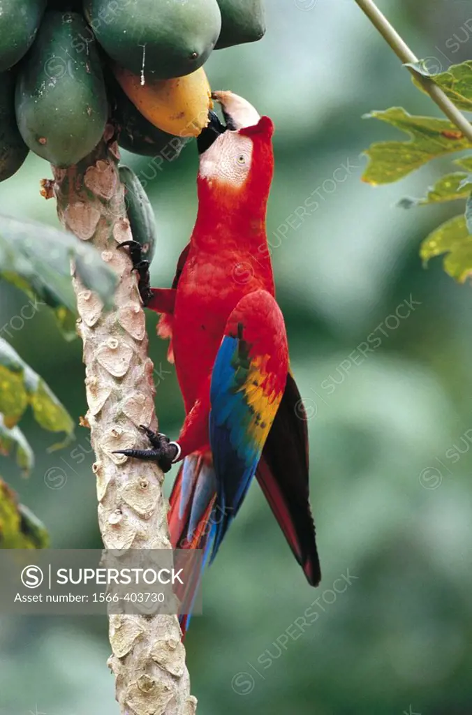 Scarlet Macaw (Ara macao). Tambopata River, Peru