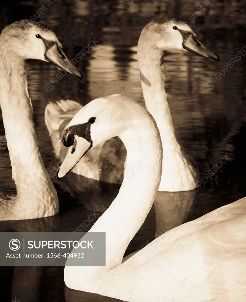 Swans. Spain