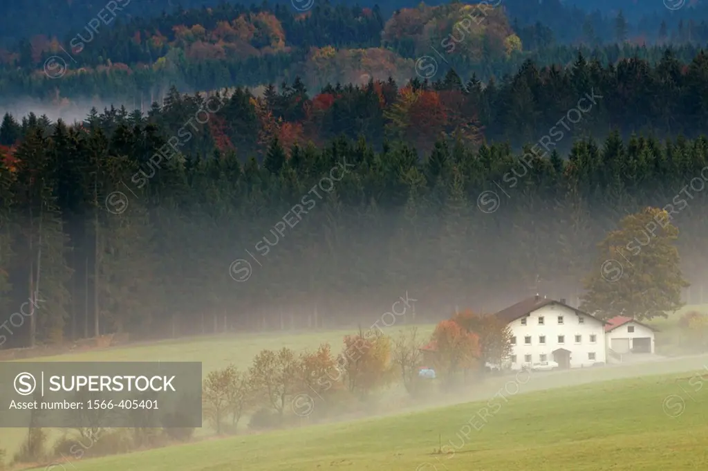 Farm in the Bavarian Forest, meadows and fog in autumn, pine forest, National Park Bayerischer Wald, Bavaria