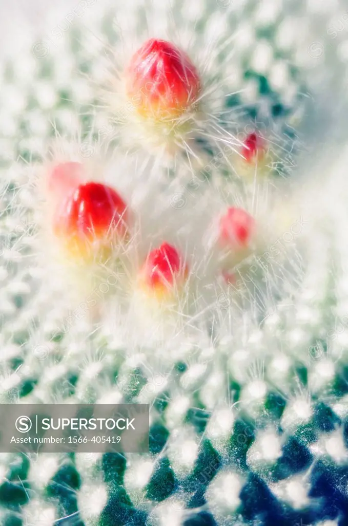 Red cactus buds. Mammillaria hybrid. April 2006, Maryland, USA