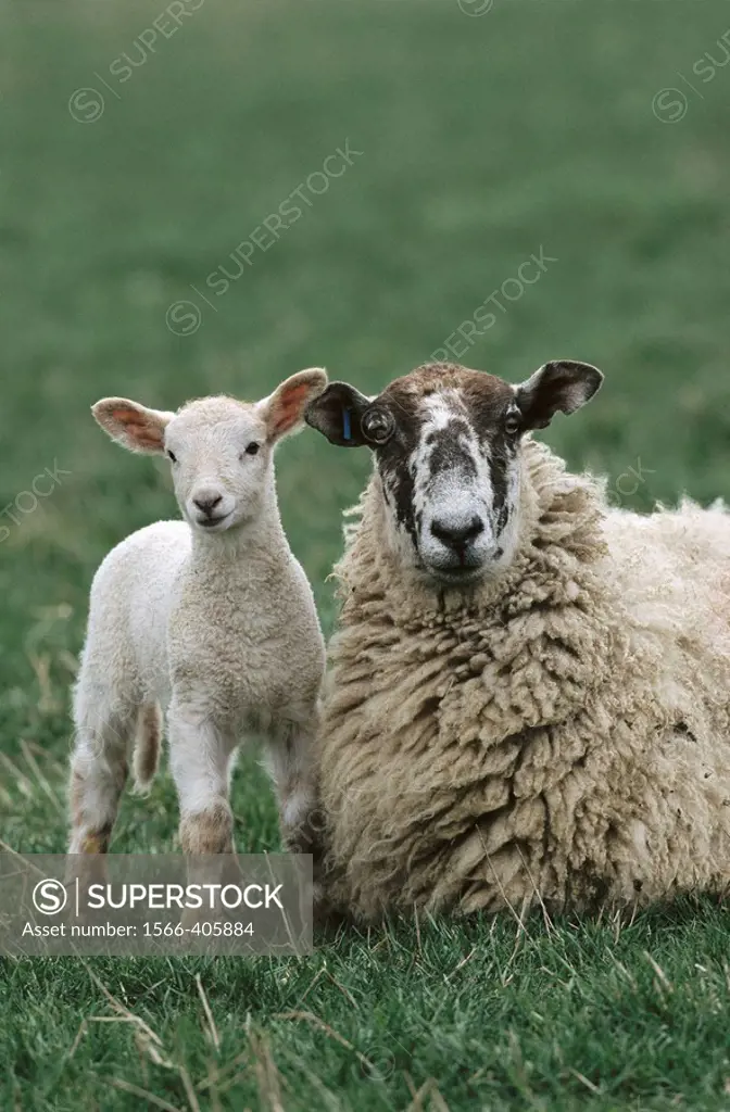 Ewe and lambs. Berkshire, England, UK