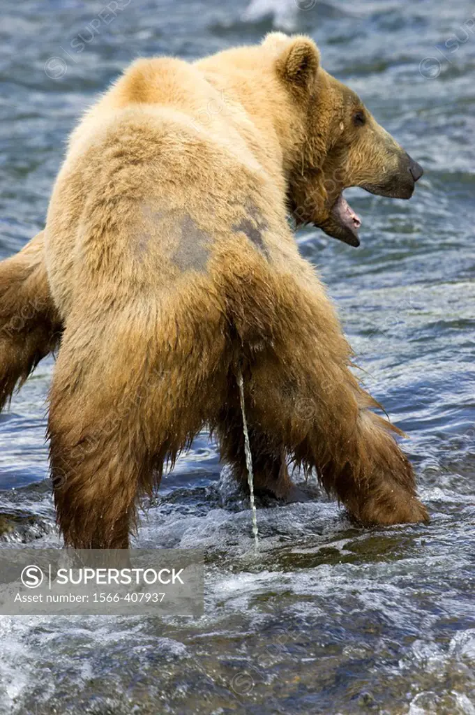 Adult Grizzly Bear urinates into Brooks River, Alaska, USA