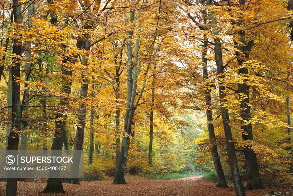 Beech trees in autumn. Buckinghamshire, England, UK