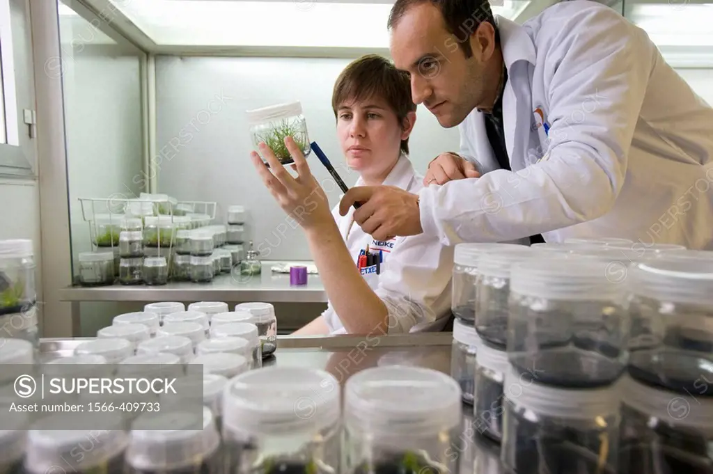 In vitro culture. Biotechnology Laboratory, Neiker Tecnalia, Instituto de Investigación y Desarrollo Agrario, Ganadero, Forestal y del Medio Natural, ...