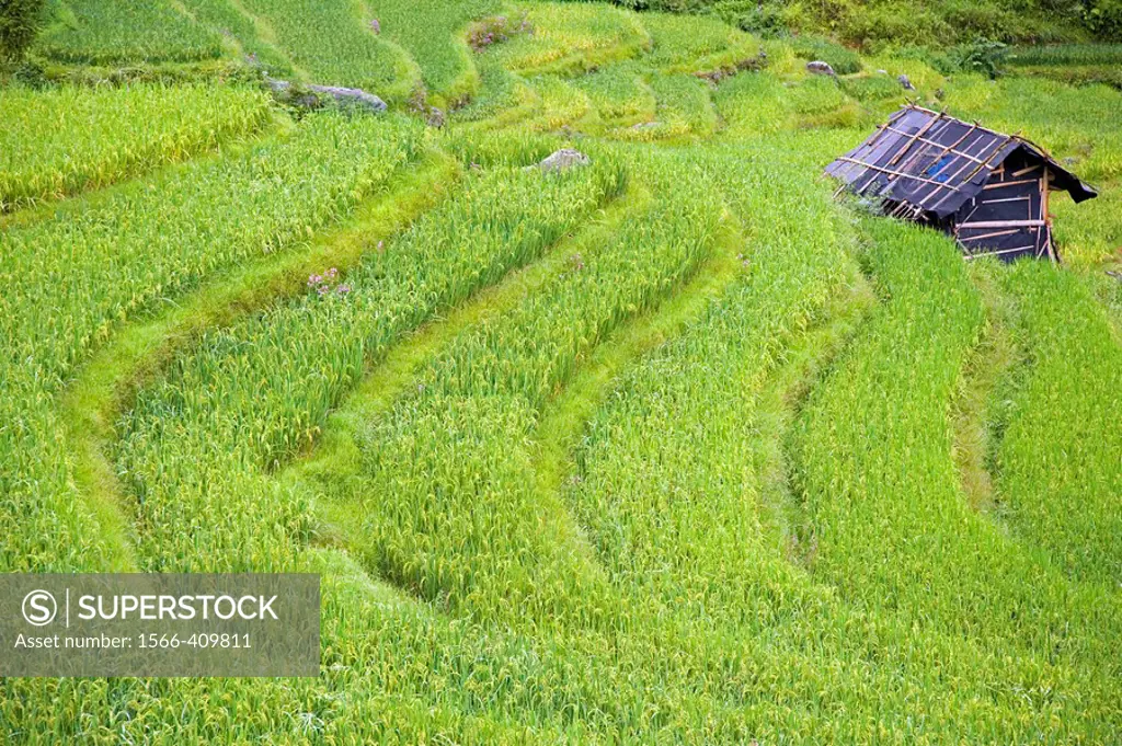 Green rice paddies near Guilin, China
