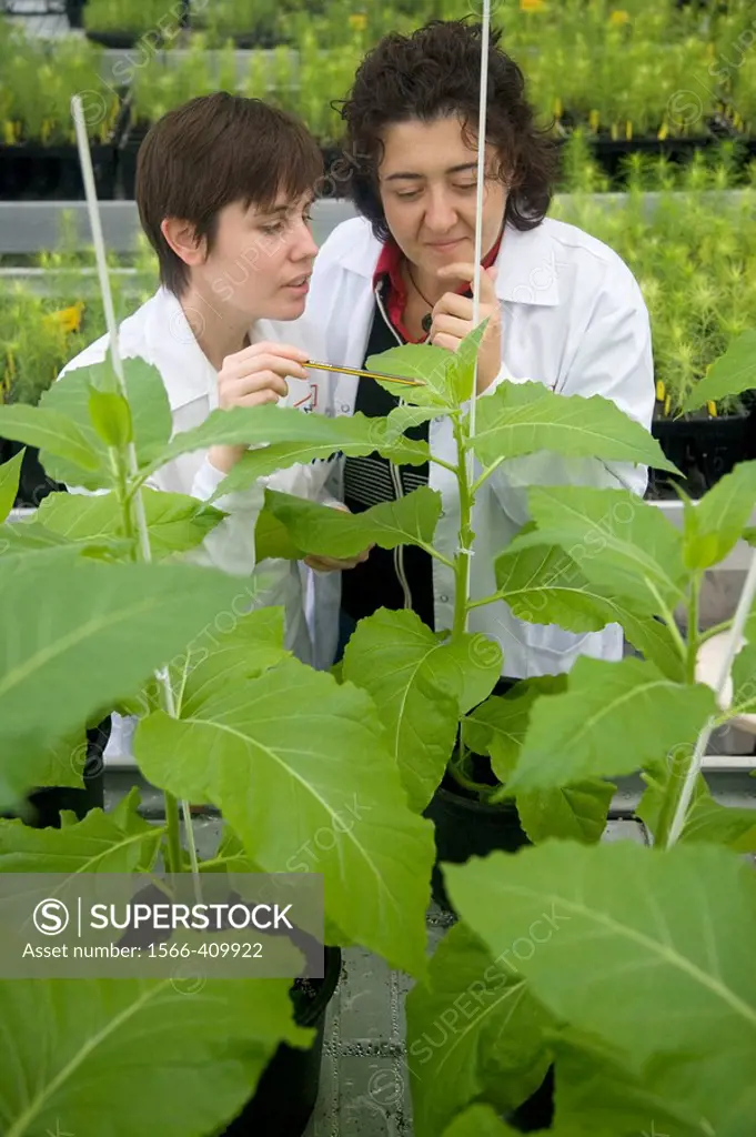 Tobacco biofactory plants,  biosafety greenhouse, P2, Neiker Tecnalia, Instituto de Investigación y Desarrollo Agrario, Ganadero, Forestal y del Medio...