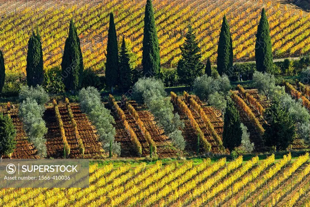 Vineyards, Olive trees and Cypresses, cultivated Mediterranean landscape, colours of autumn, near Montalcino, Tuscany, Italy