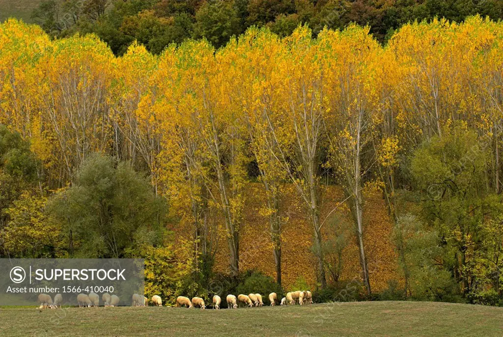 Tuscan landscape, deciduous forest and pastureland, flock of sheep,  line of poplar trees, colours of autumn, Tuscany, Italy
