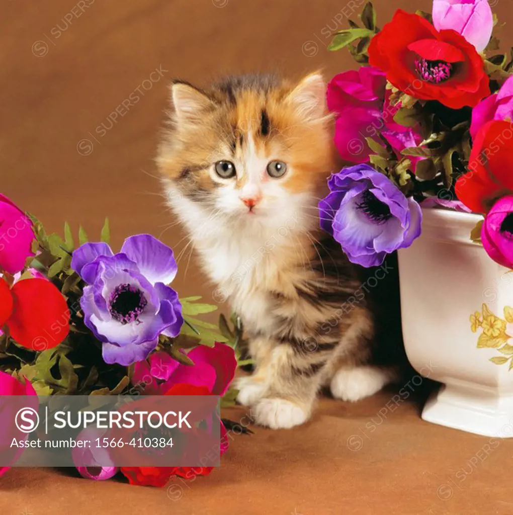 Kitten and flowers