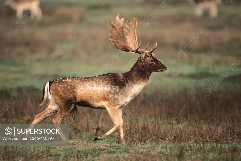 Fallow Deer (Dama dama) buck. England, UK